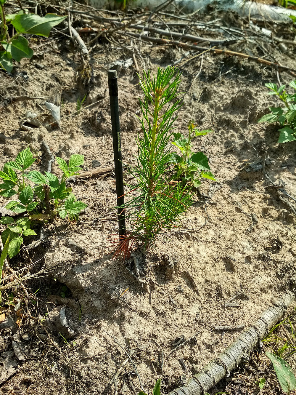 Мероприятия «Восток-ресурс» по лесовосстановлению и охране лесов 1 полугодие 2019 года