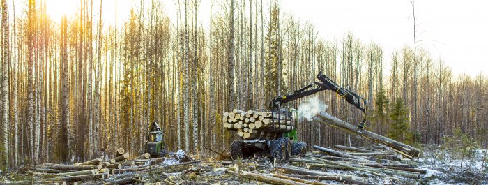 Лесозаготовка