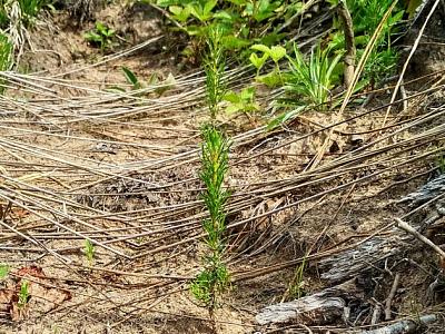 Мероприятия «Восток-ресурс» по лесовосстановлению и охране лесов 1 полугодие 2019 года