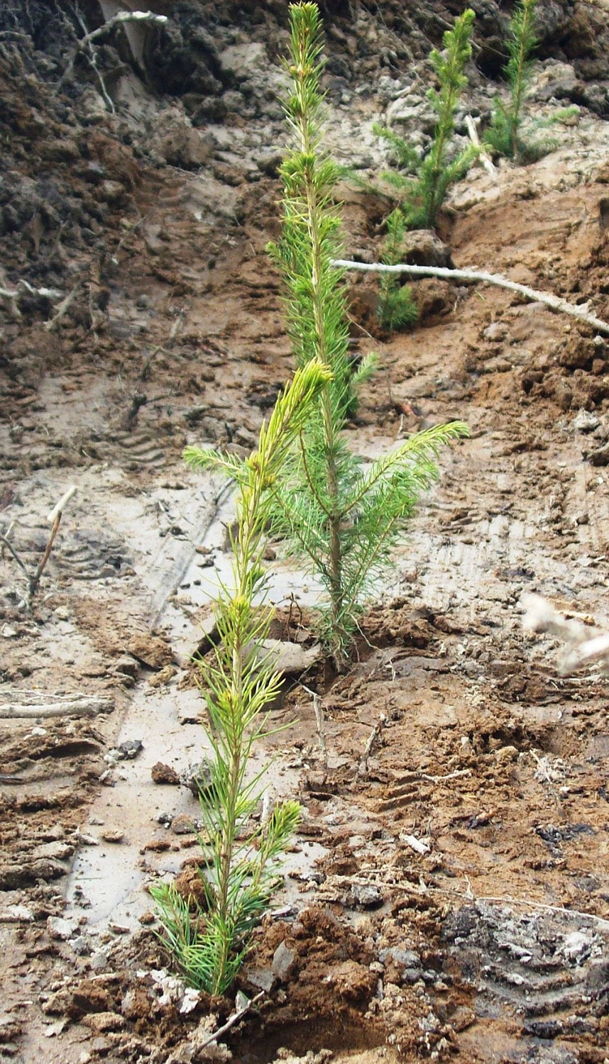 Мероприятия «Восток-ресурс» по лесовосстановлению и охране лесов 1 полугодие 2019 года